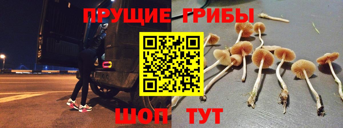 Псилоцибиновые грибы Psilocybe  закладка  Сальск  Вход с VPN 